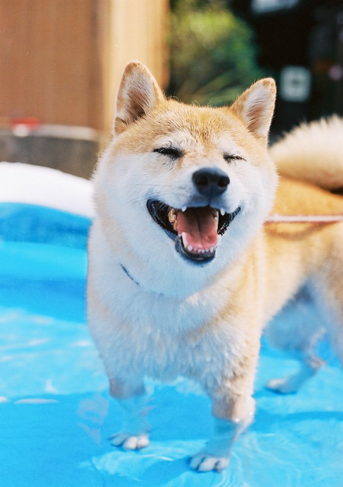 inubot回覧板＞第2回 犬がいてくれて、苦手な夏が好きに変わった
