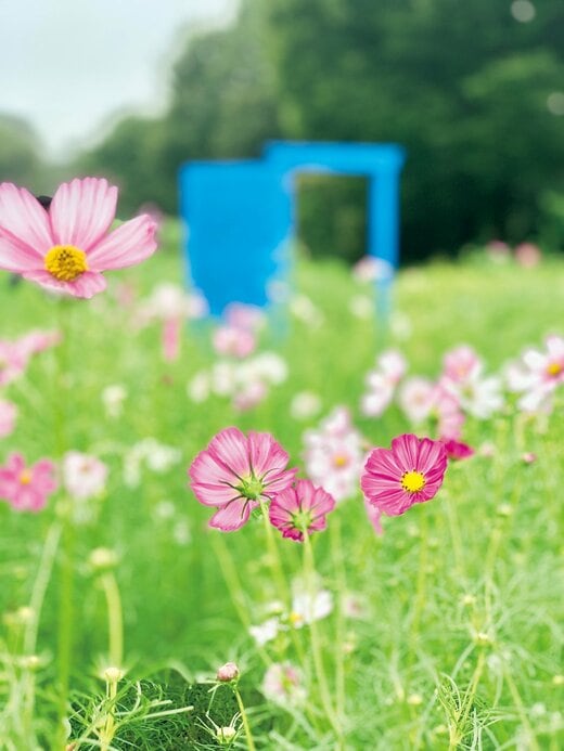 たくさん咲くコスモス