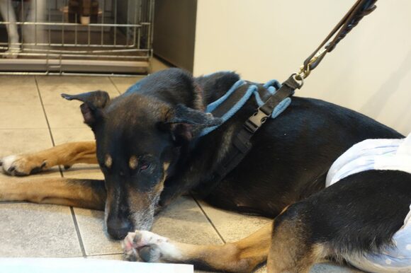 ハンディキャップがある子も