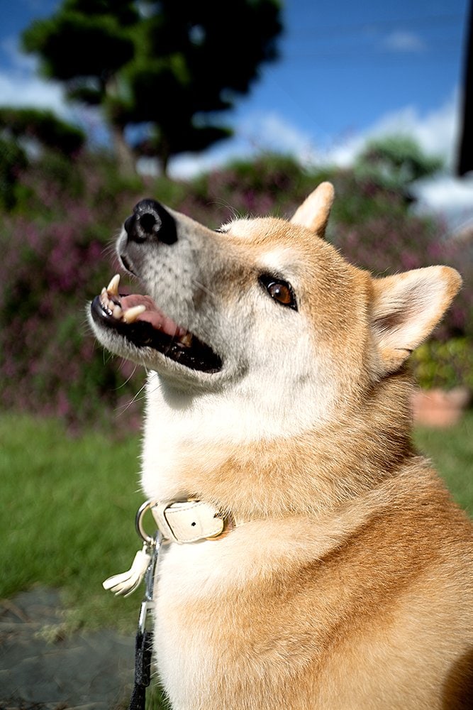 また海も見に来よう