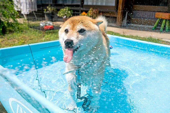 プールに入る犬