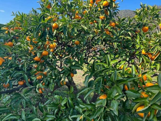 みかん畑