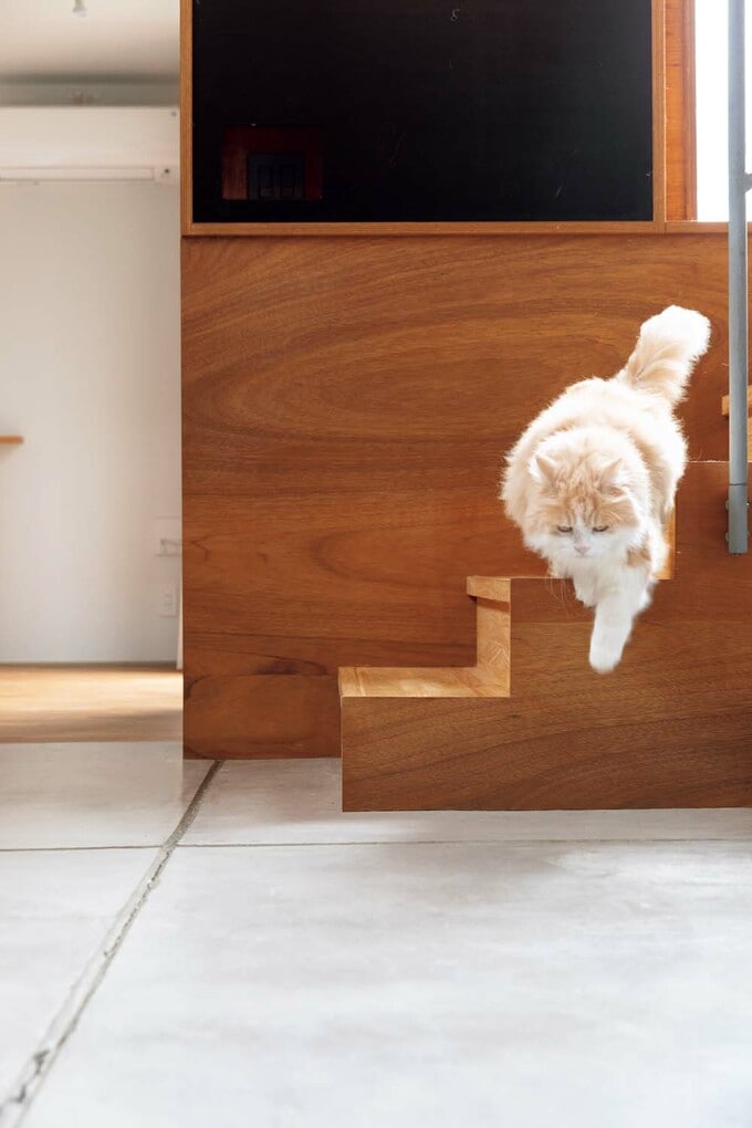 いちばん年長のネコ