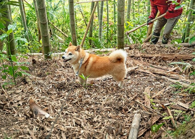 竹林に犬