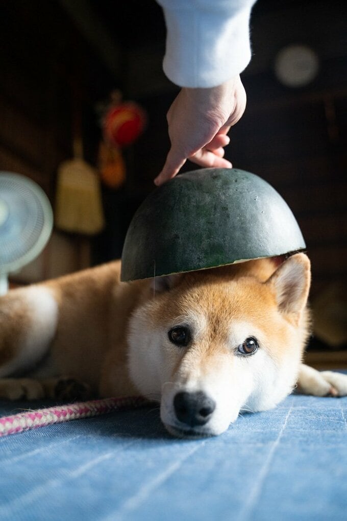 スイカの皮と犬