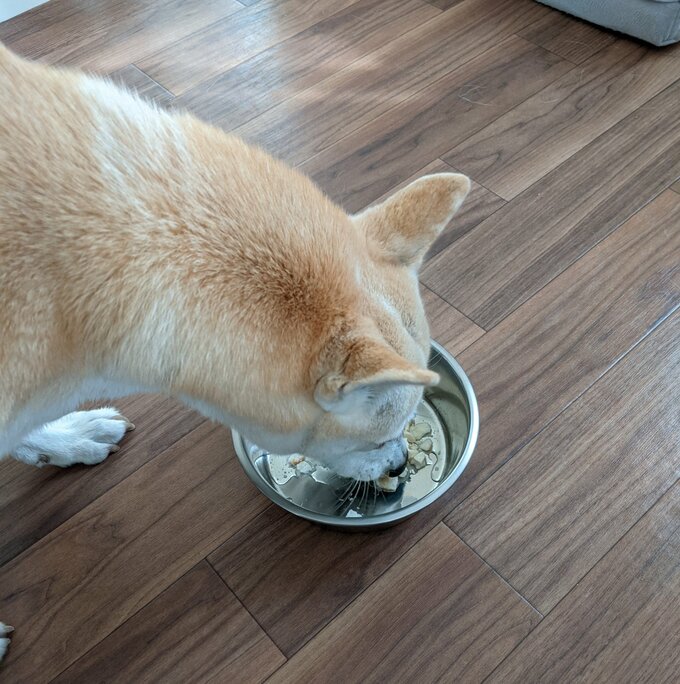 クッキーを食べる犬