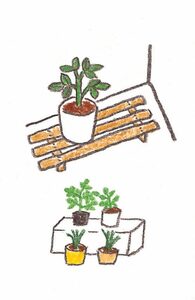 夏の強い日差しと高温にはくれぐれも注意!