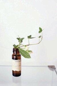 栄養ドリンクのビンにグリーンを飾って