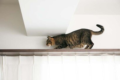 【マンションリノベ事例】キャットウォーク、食事＆トイレ専用スペース…猫が喜ぶ工夫がいっぱい