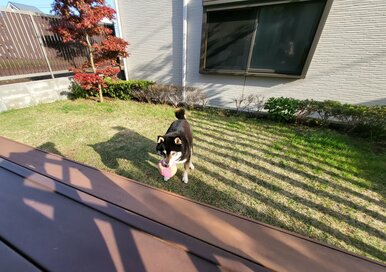 室内犬を迎えるために。建てたあとでもできる、人もペットも快適にする工夫