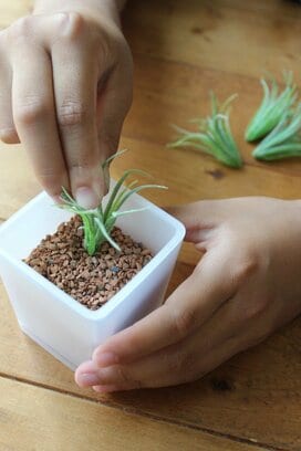 リアル感UPのちょいワザで！100均のエアプランツ風フェイクグリーンでインテリアをおしゃれに！