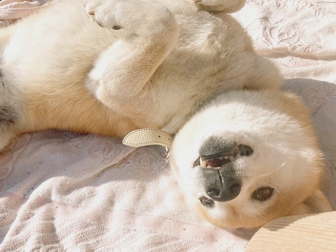 犬