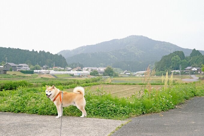ハーネスをする犬