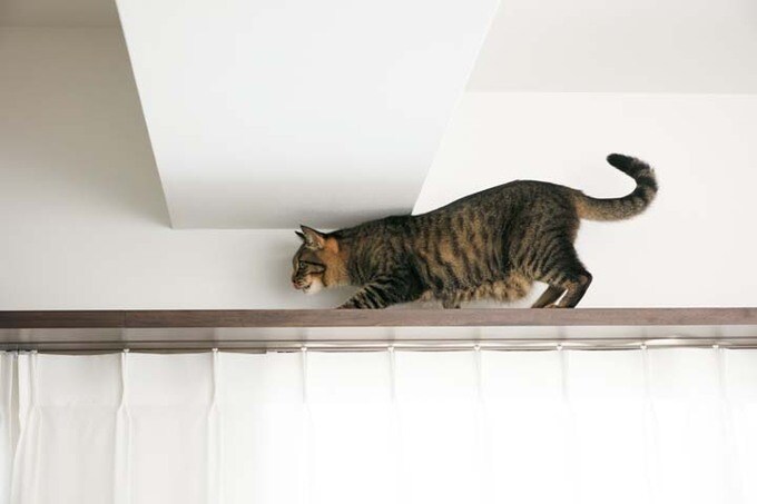 カーテン上の木枠の幅を伸ばして設置したキャットウォーク