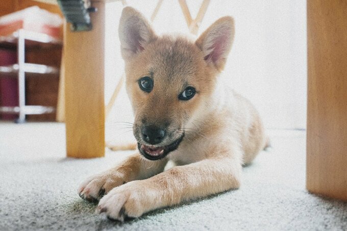 座る子犬