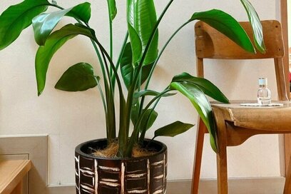 50代、「夫婦の会話」は難しい。共通の趣味や観葉植物がきっかけに