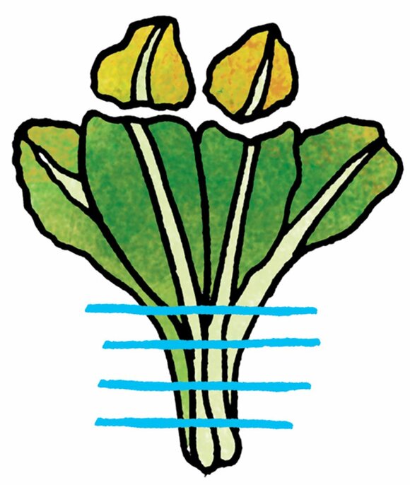 コマツナ・ホウレンソウ