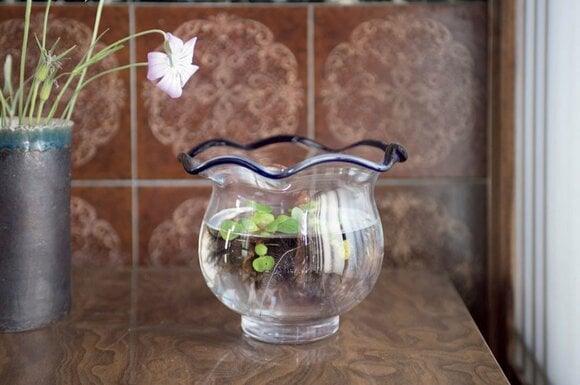 金魚鉢を飾って涼の演出