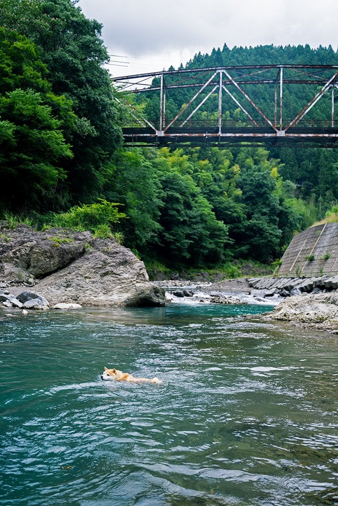 泳ぐ犬と奥に橋