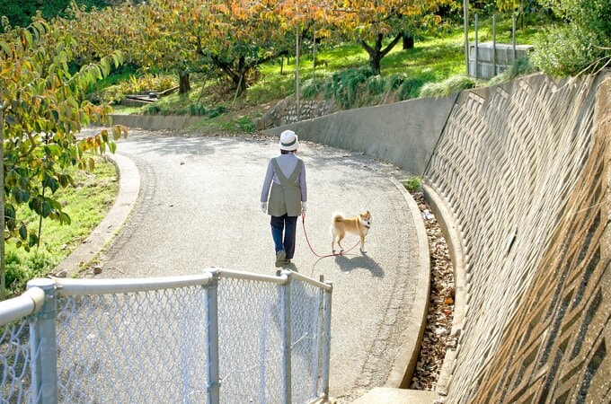 犬と散歩