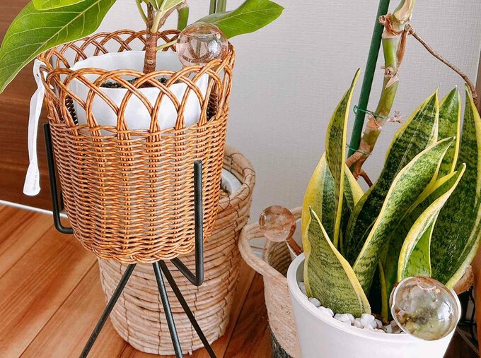 ディスペンサーを挿した観葉植物たち