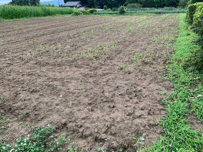 収穫後の農地