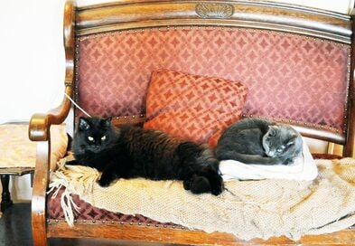 【fromシアトル】中古の家具や雑貨の愛好者が多数！アメリカ西海岸のインテリア事情