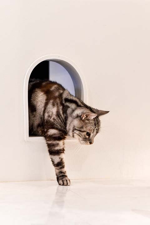 猫ドアから出てきた猫