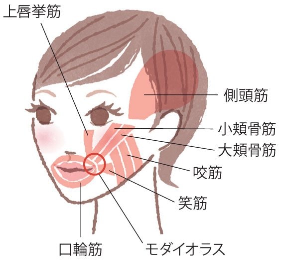 表情筋の一部。