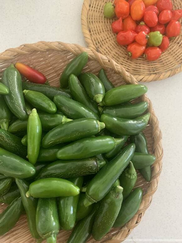 ハラペーニョとハバネロ