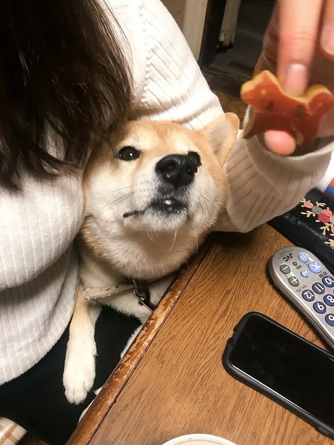 サツマイモと犬