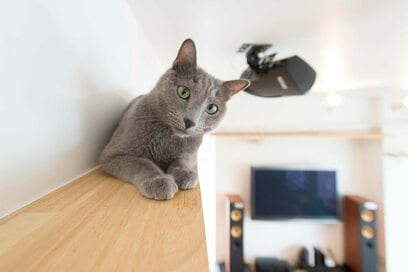 仕事から帰ったら「猫が居た」!? 気ままなロシアンブルーと暮らす家