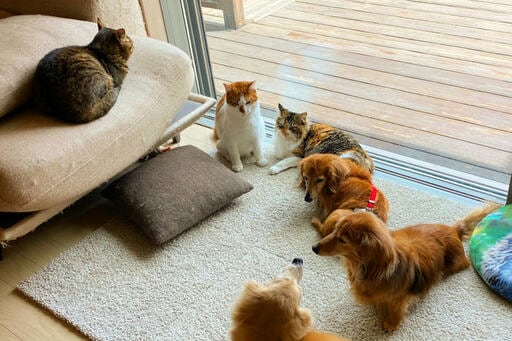 ペットが集まる大きな窓