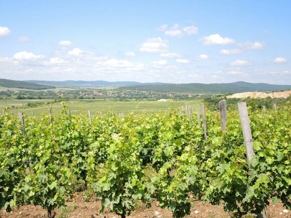 ワイン大国・ブルガリア