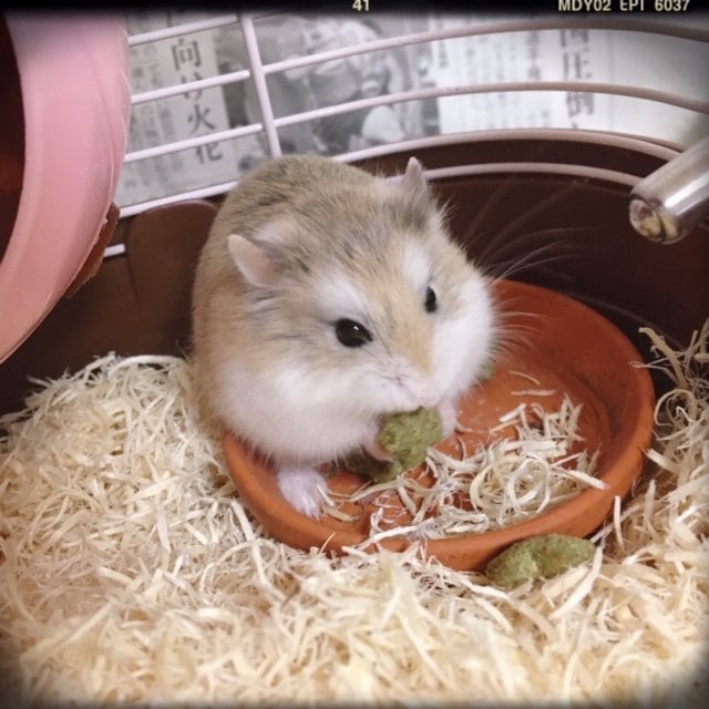 ご飯を食べるハムスター