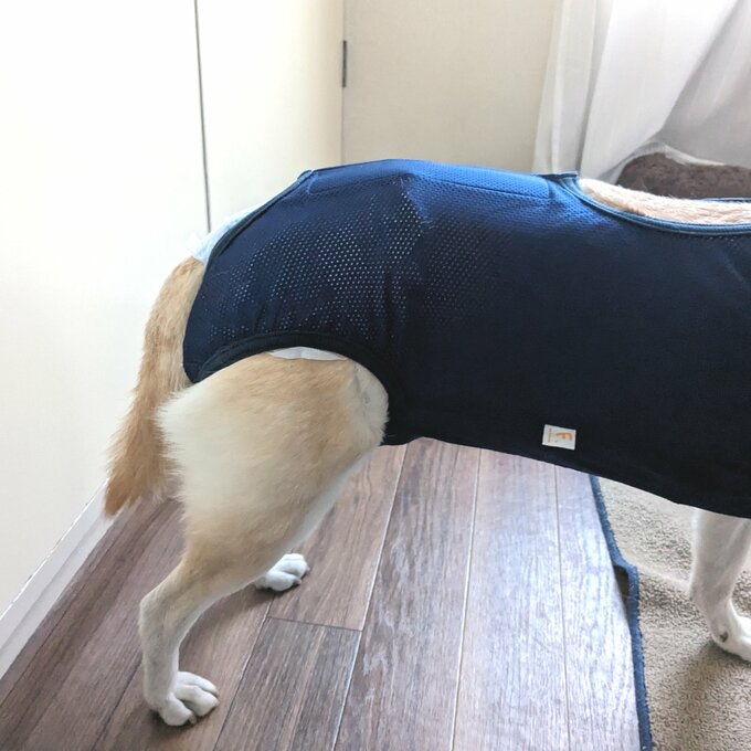 犬用おむつを着用