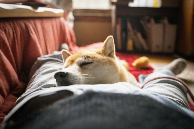 眠る犬正面