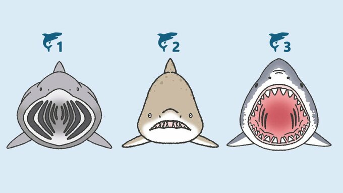 次のうち、ホホジロザメの顔はどれ? 全3問正解で、この夏はサメ博士に!
