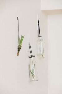 エアプランツ壁に