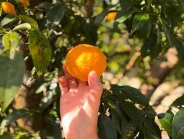 冬が旬のユズ、選ぶときは「重さがあるもの」がいい。さわやかな香りがたまらない絶品ドレッシングも