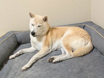 ＜最終回＞保護犬と過ごして約10年、「人生に登場してくれてありがとう！」。これまでを振り返って思うこと