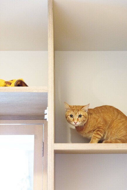 ネコ棚と紋次郎