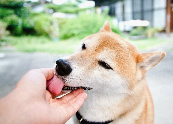 最後に私の手まできれいになめてごちそうさん