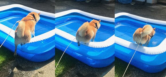 「もちゃっ」とした動作と、後ろ姿のまるまるしさよ