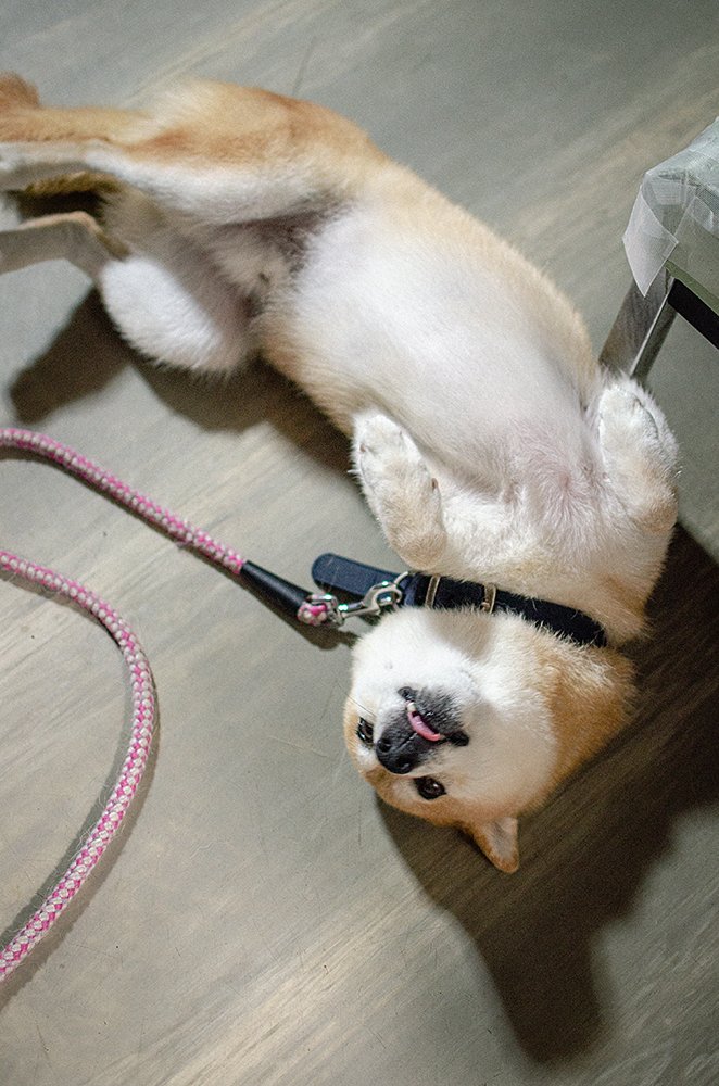 犬がやってきてからというもの、輪をかけて出不精になった