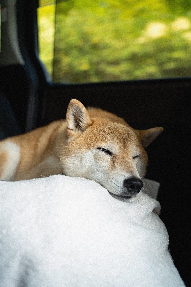 すーすぅーーと寝息を立てはじめた