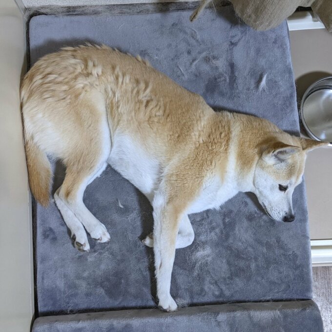 横たわるふうちゃん