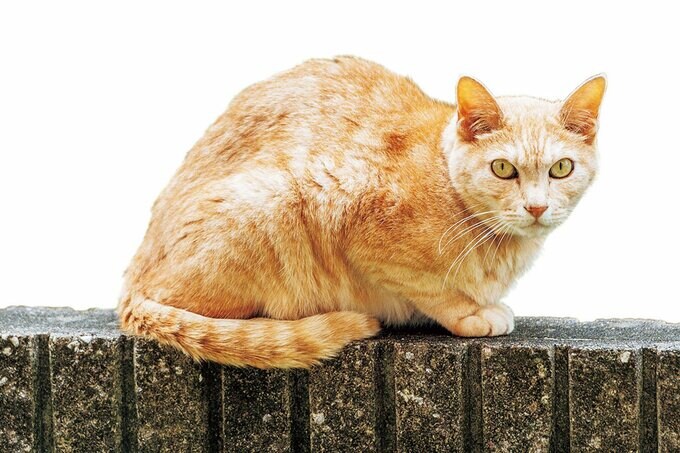 トラ猫の茶太郎