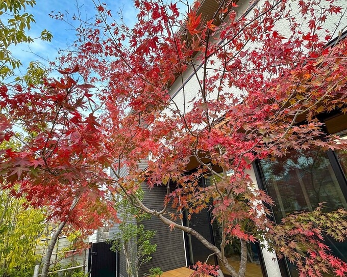 紅葉のイロハモミジ