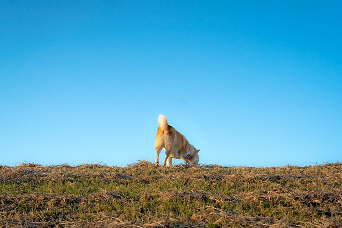 空と犬のお尻